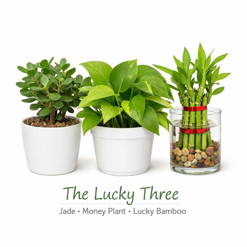 lucky bamboo vs money plant The Lucky Three – Jade Plant, Money Plant & Lucky Bamboo Combo – GachhMela
