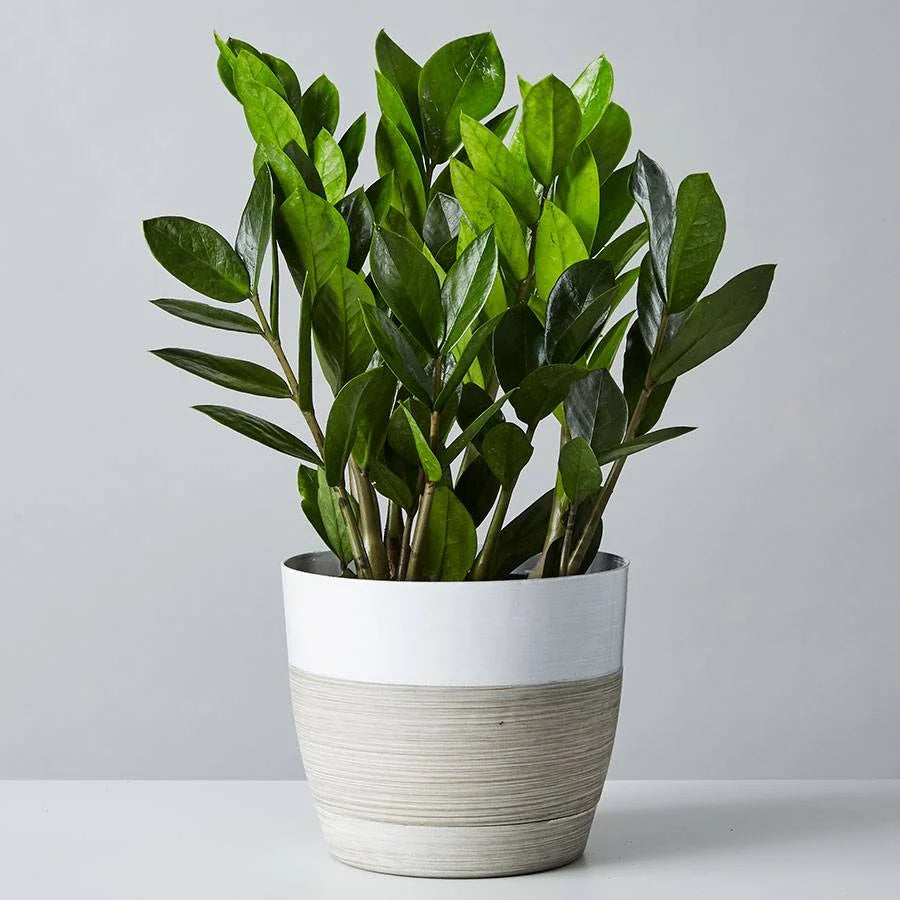 ZZ Plant (Zamioculcas zamiifolia) – Indoor Low Maintenance Plant