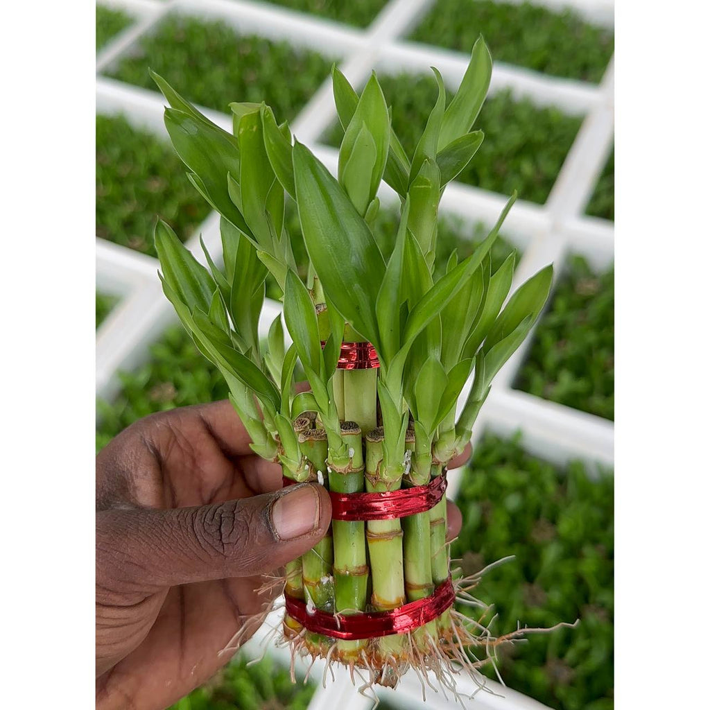 The Lucky Three – Jade Plant, Money Plant & Lucky Bamboo Combo