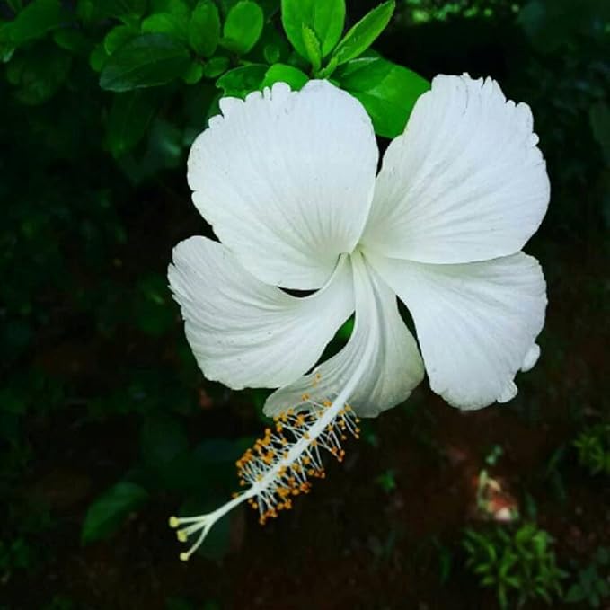 White Hibiscus / White Gudhal Flower Plant