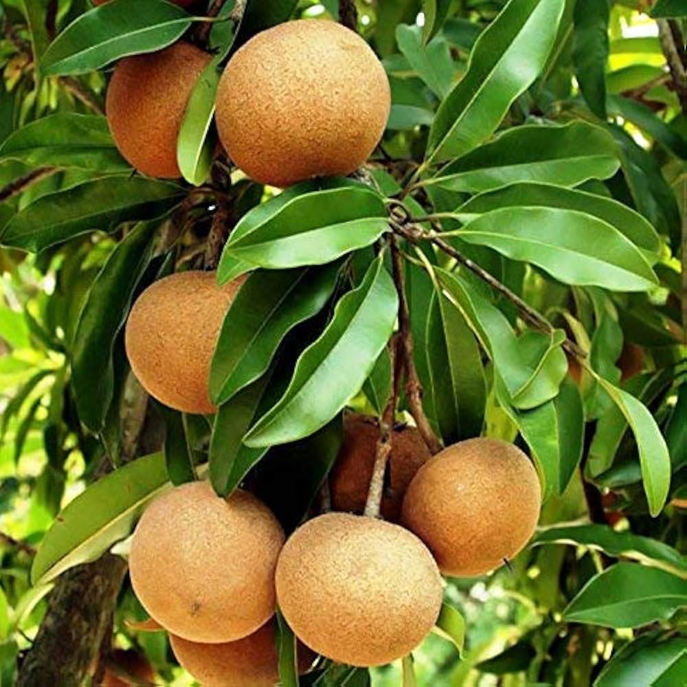 Live Chicku Fruit Plant | Sapota (Chikoo) Grafted Plant | Sweet Fruit Tree | Home Garden Plant