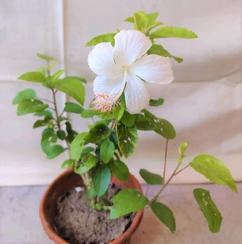 White Hibiscus / White Gudhal Flower Plant
