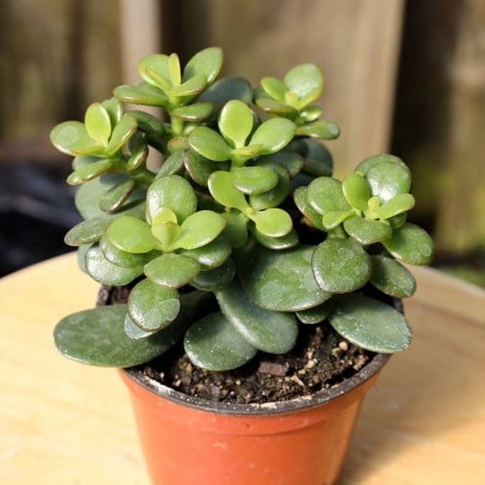 The Lucky Three – Jade Plant, Money Plant & Lucky Bamboo Combo