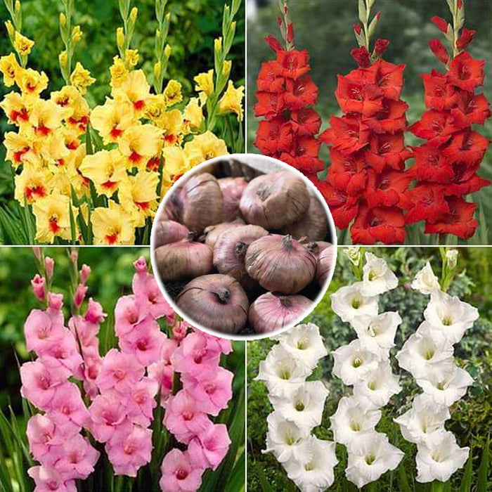 Gladiolus Flower Bulbs (10pcs) | Sword Lily | Mixed Color Flowering Plant