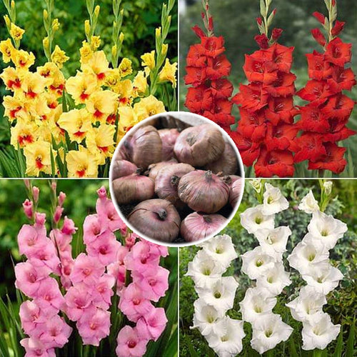 Gladiolus Flower Bulbs (10pcs) | Sword Lily | Mixed Color Flowering Plant
