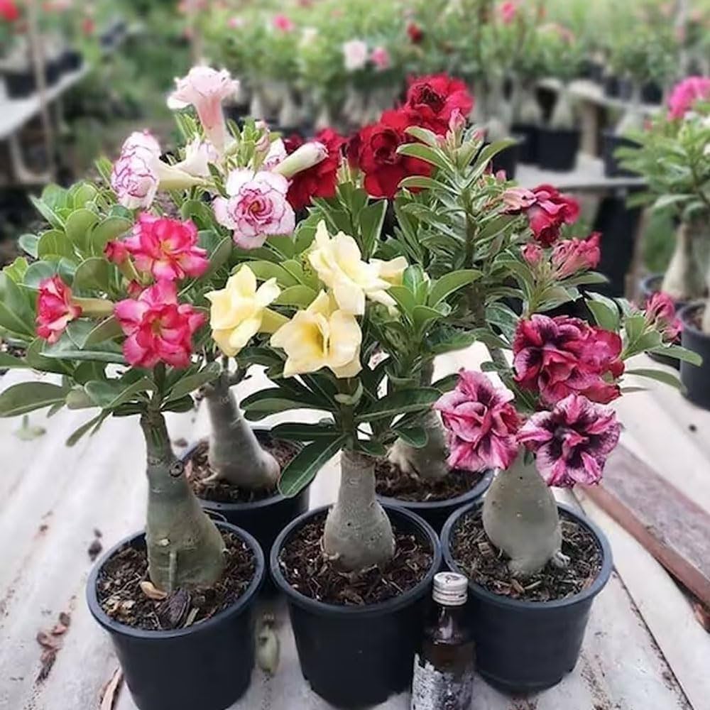 Live Adenium Desert Rose,Flowering, Succulent Bonsai (COMBO SET OF 6 ADENIUM) Live Plant Planting Home Gardens