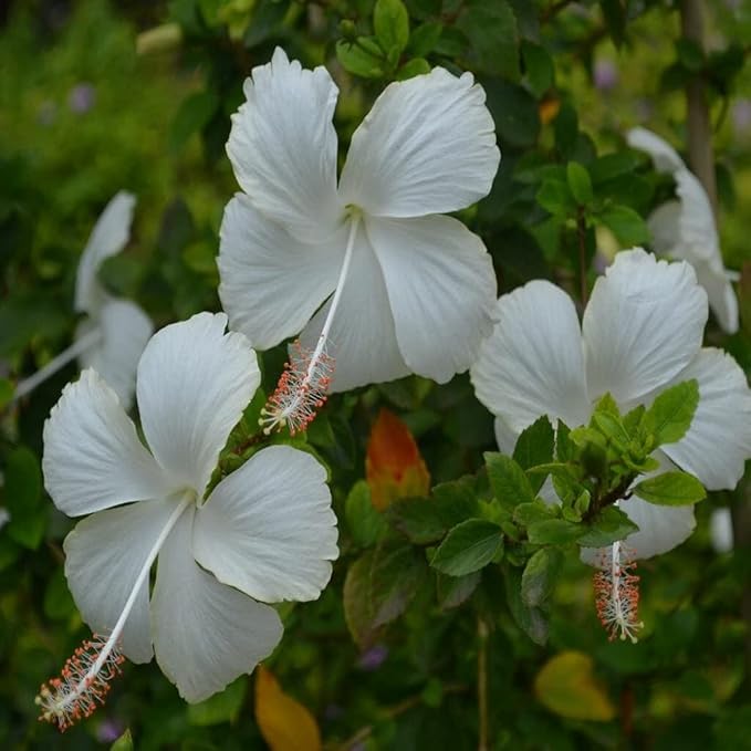 White Hibiscus / White Gudhal Flower Plant