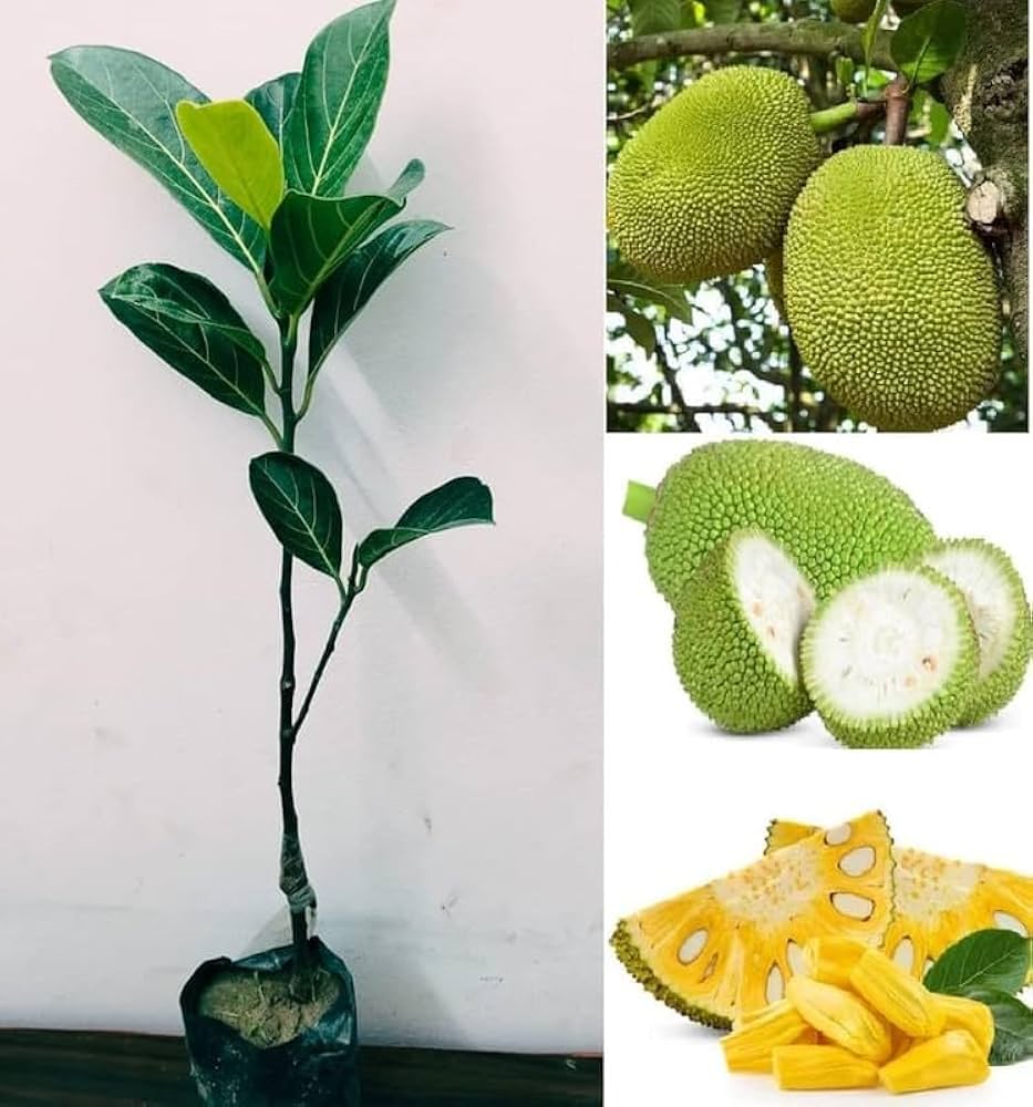 Jackfruit Plant (Kathal Fruit Live Plant)