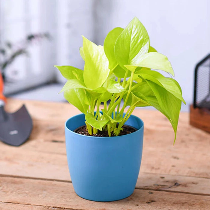 The Lucky Three – Jade Plant, Money Plant & Lucky Bamboo Combo