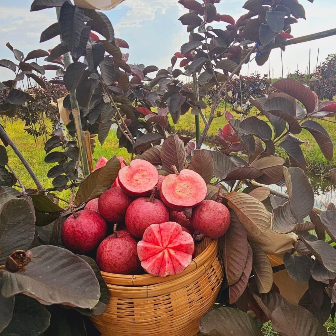 Live Black Diamond Red Guava Plant | Grafted Fruit Plant for Home Garden
