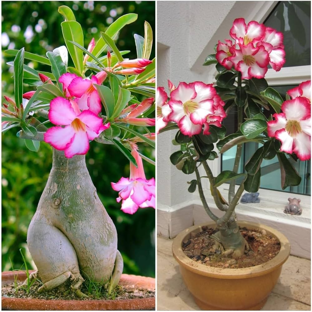 Live Adenium Desert Rose,Flowering, Succulent Bonsai (COMBO SET OF 6 ADENIUM) Live Plant Planting Home Gardens