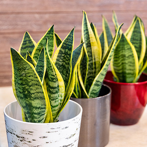 Snake Plant (Sansevieria) – Indoor Air Purifying Plant