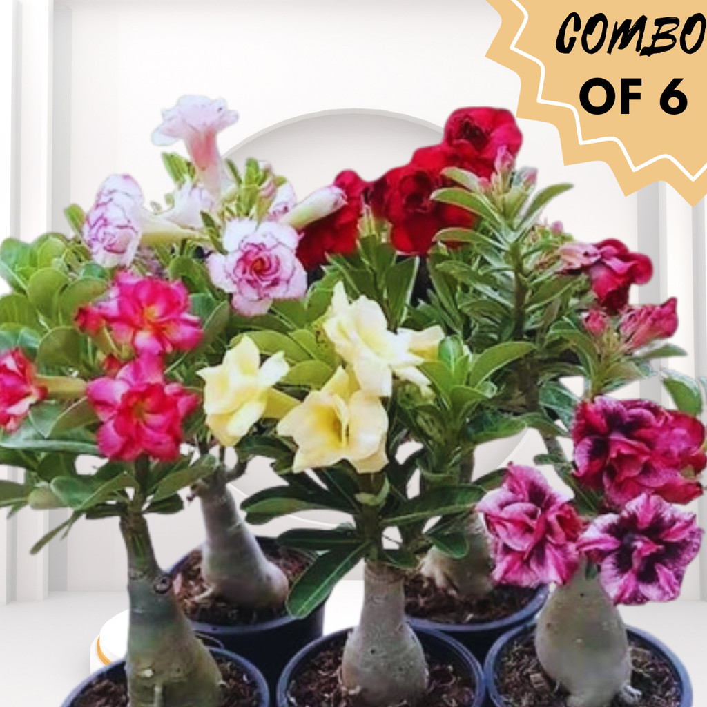 Live Adenium Desert Rose,Flowering, Succulent Bonsai (COMBO SET OF 6 ADENIUM) Live Plant Planting Home Gardens