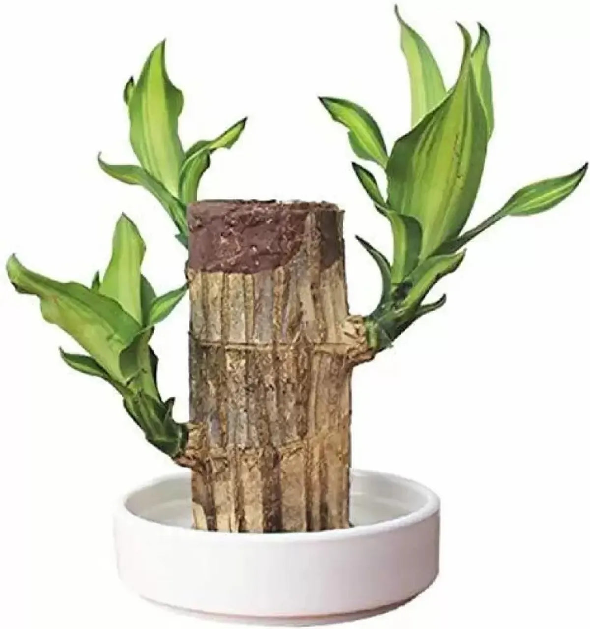 Brazilian Lucky Wood Indoor Plant | Lucky Bamboo Style Plant
