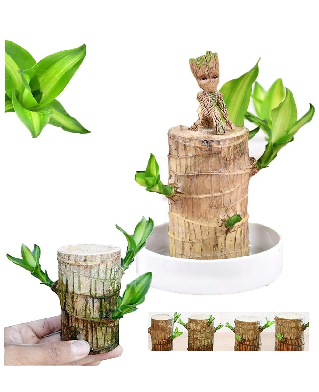 Brazilian Lucky Wood Indoor Plant | Lucky Bamboo Style Plant