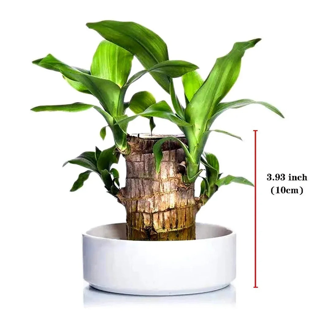 Brazilian Lucky Wood Indoor Plant | Lucky Bamboo Style Plant