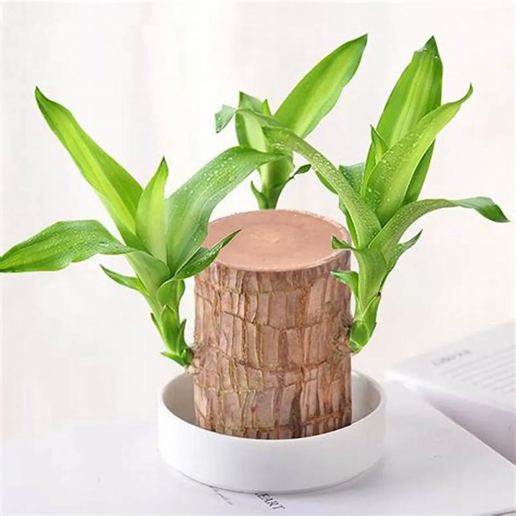 Brazilian Lucky Wood Indoor Plant | Lucky Bamboo Style Plant