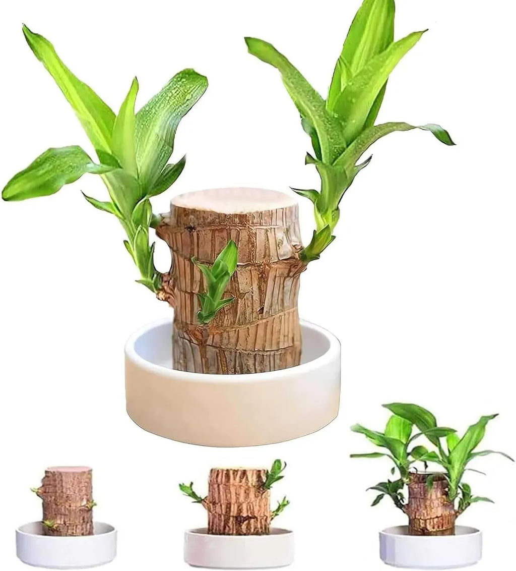 Brazilian Lucky Wood Indoor Plant | Lucky Bamboo Style Plant