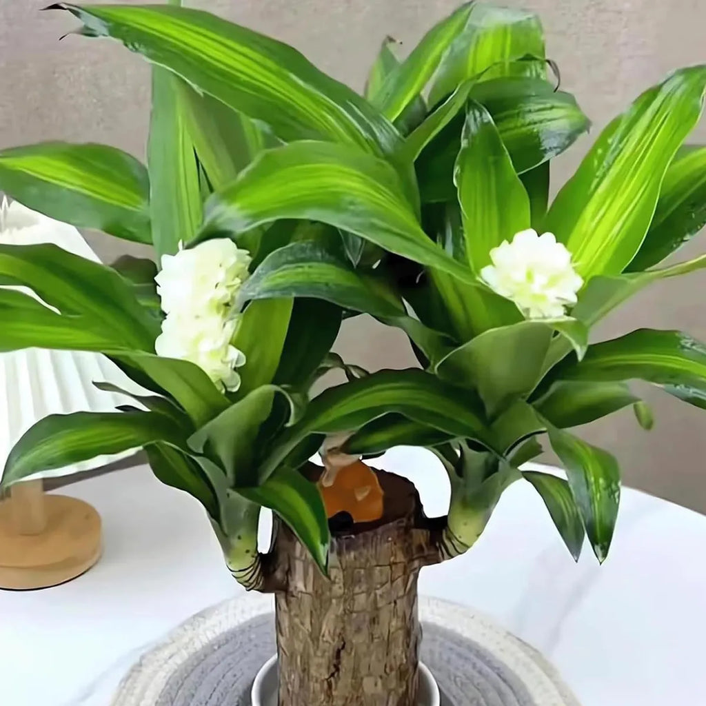 Brazilian Lucky Wood Indoor Plant | Lucky Bamboo Style Plant