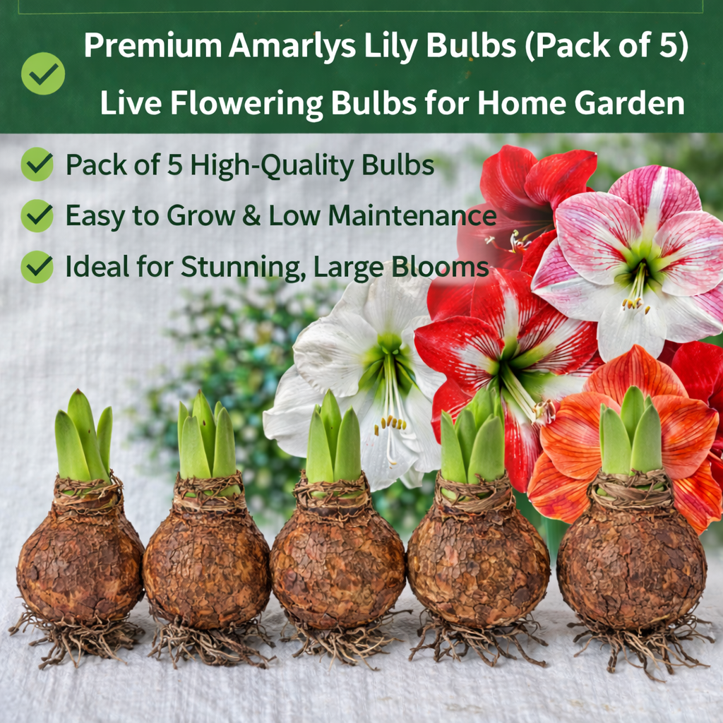 Amaryllis Lily Bulbs Pack of 5 | Mixed Color Flower Bulbs | Live Plant