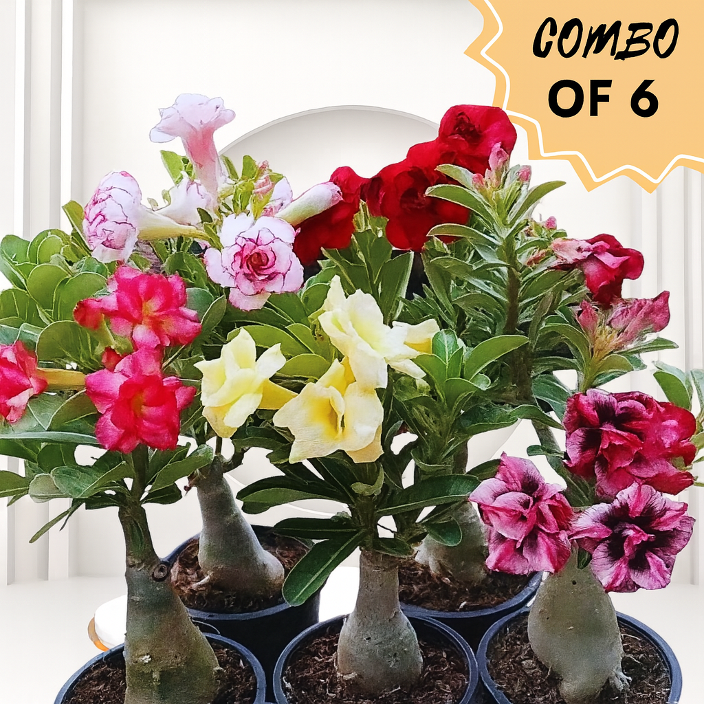 Live Adenium Desert Rose,Flowering, Succulent Bonsai (COMBO SET OF 6 ADENIUM) Live Plant Planting Home Gardens