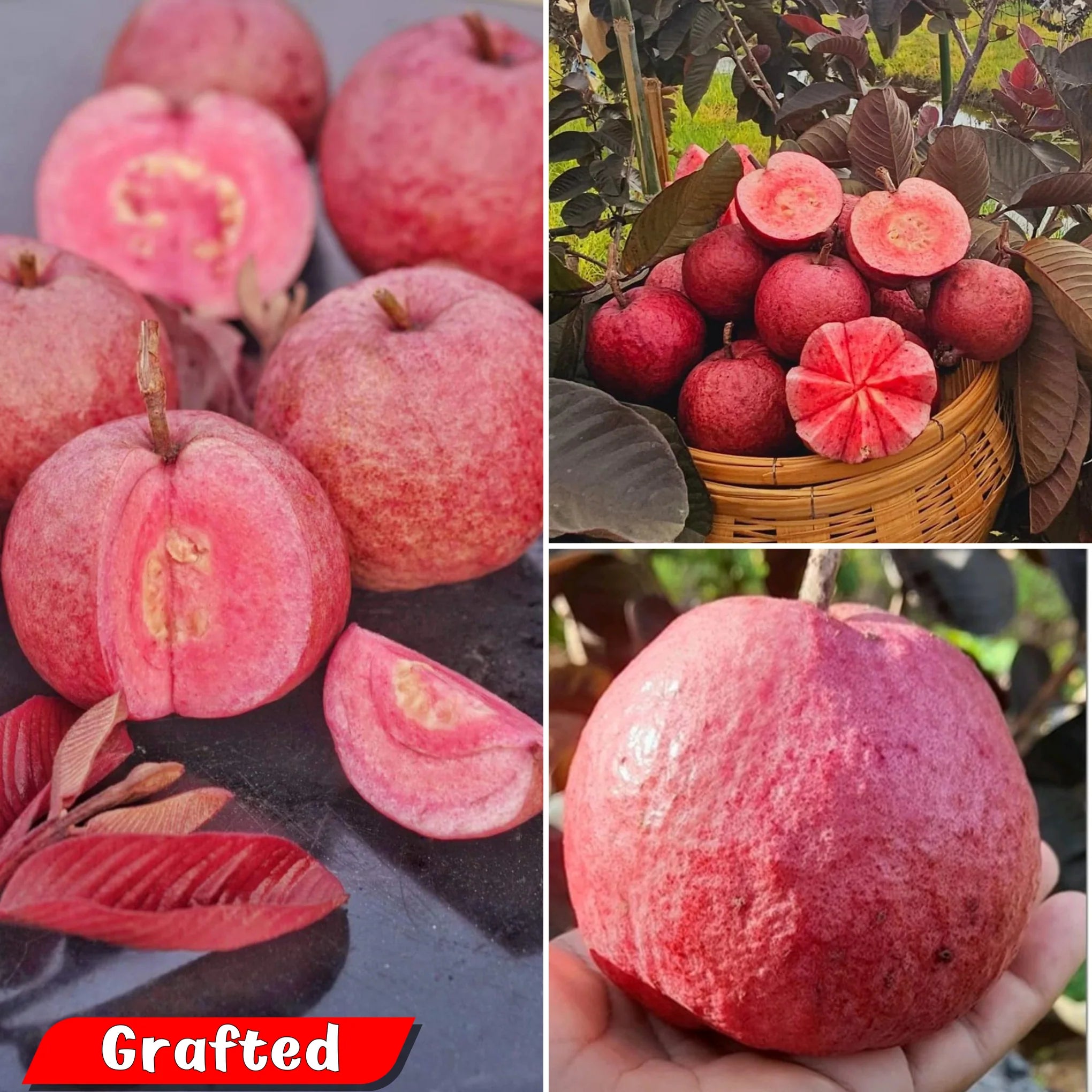 Live Black Diamond Red Guava Plant | Grafted Fruit Plant for Home Garden