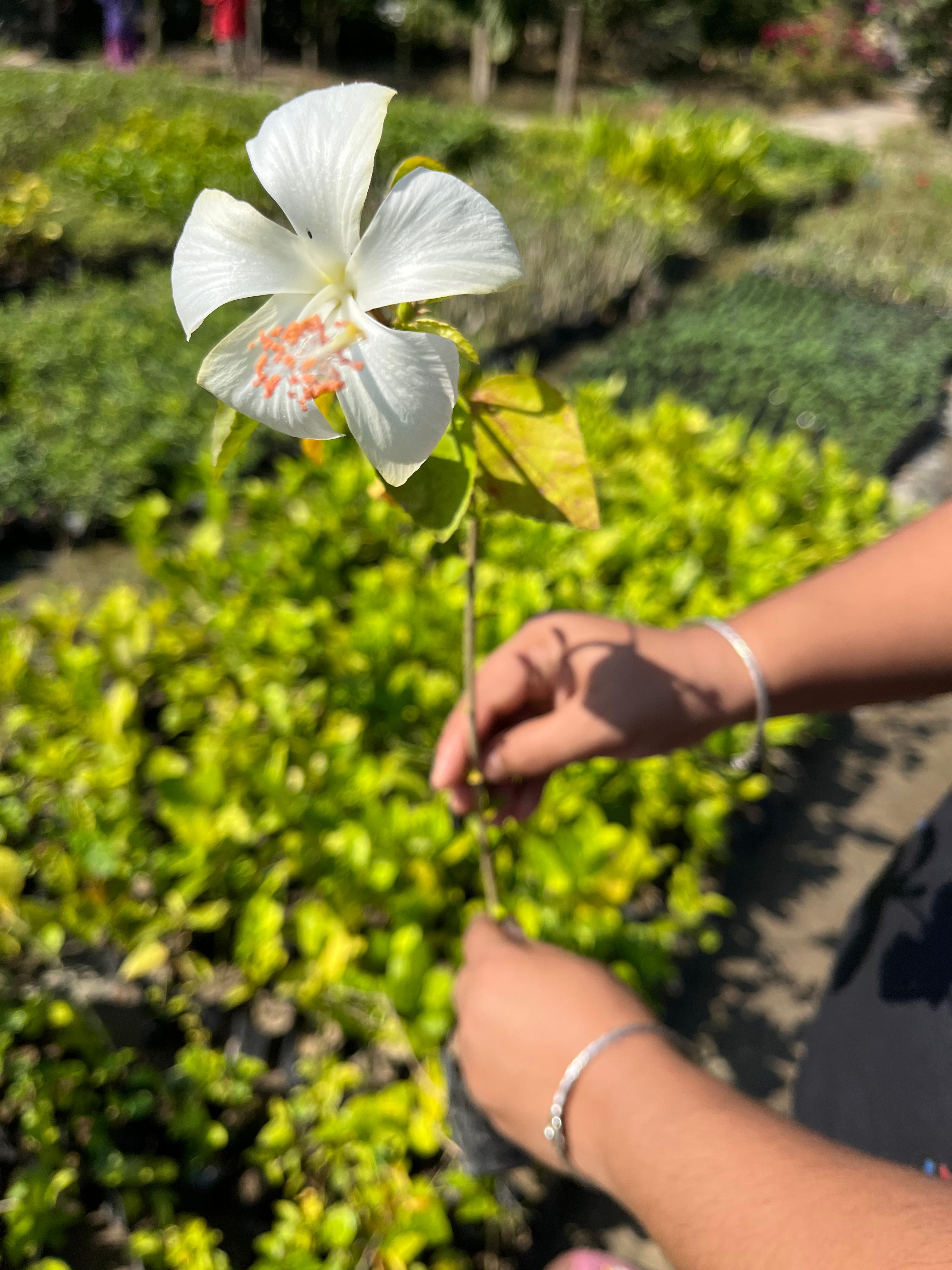 White Hibiscus / White Gudhal Flower Plant