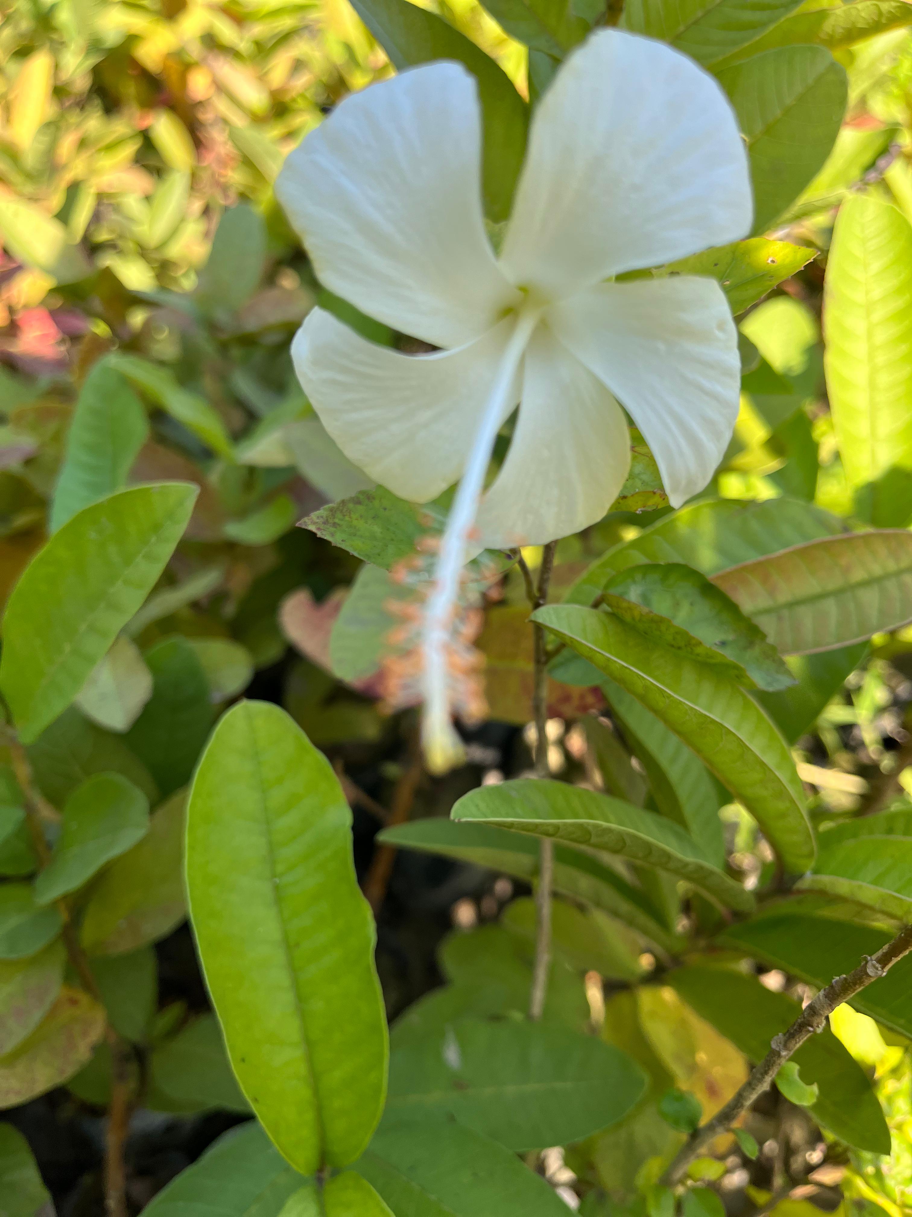 White Hibiscus / White Gudhal Flower Plant