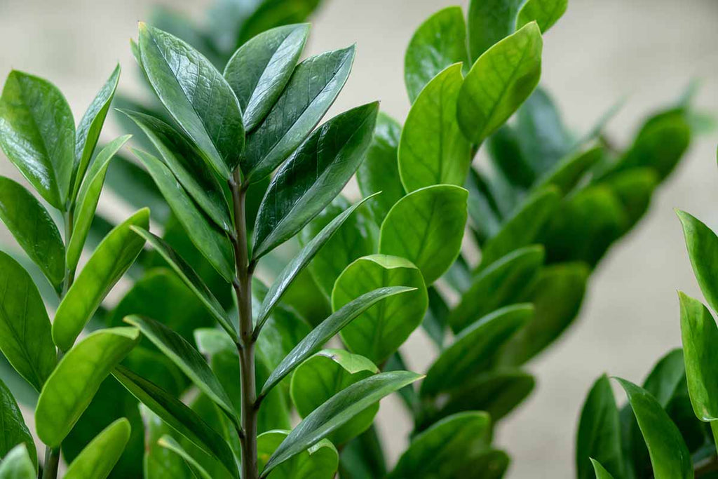 ZZ Plant (Zamioculcas zamiifolia) – Indoor Low Maintenance Plant