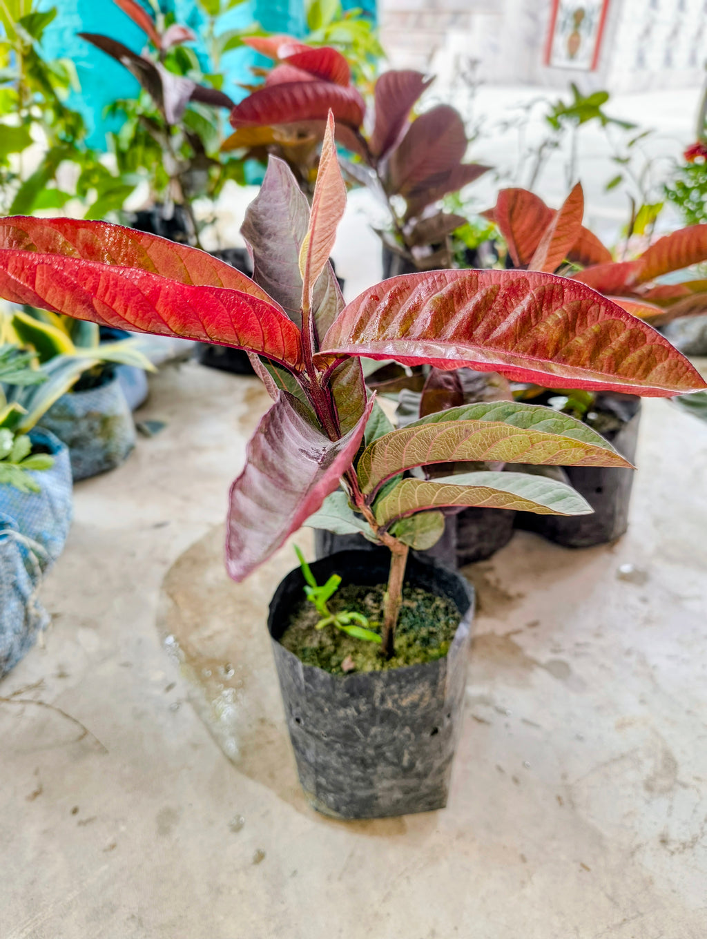 Live Black Diamond Red Guava Plant | Grafted Fruit Plant for Home Garden