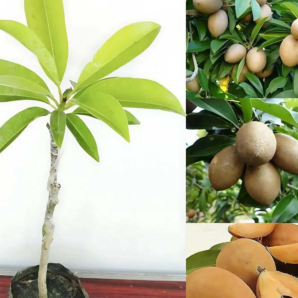 Live Chicku Fruit Plant | Sapota (Chikoo) Grafted Plant | Sweet Fruit Tree | Home Garden Plant