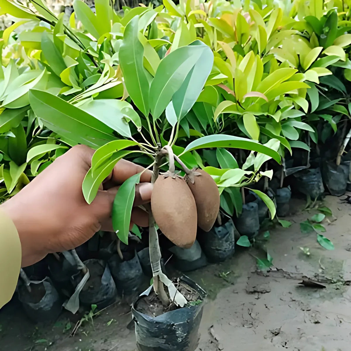 Live Chicku Fruit Plant | Sapota (Chikoo) Grafted Plant | Sweet Fruit Tree | Home Garden Plant