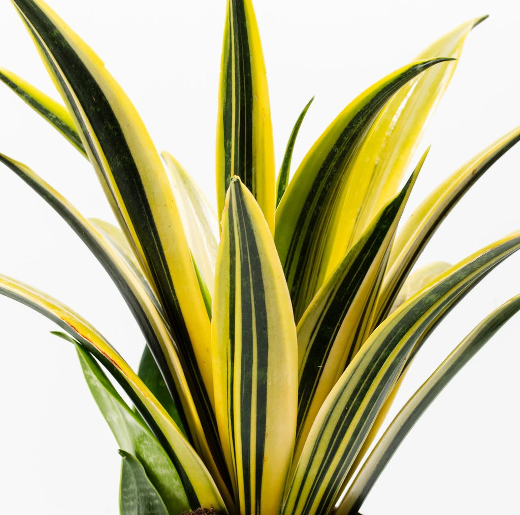 Snake Plant (Sansevieria) – Indoor Air Purifying Plant