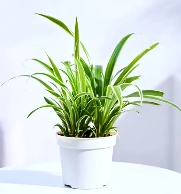 Spider Plant (Chlorophytum comosum) – Air Purifying Indoor Plant