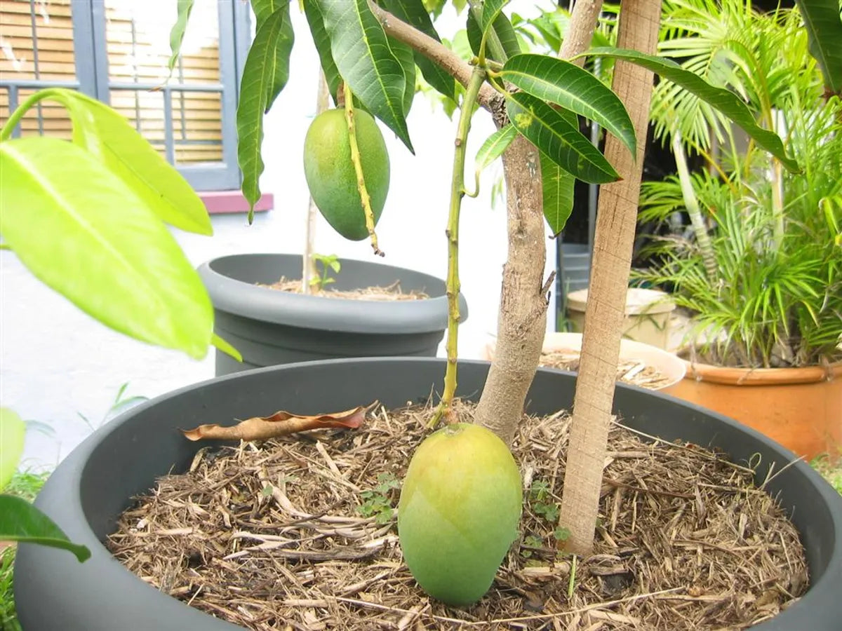 Thai All-Time 12 Months Hybrid Grafted Mango Live Plant