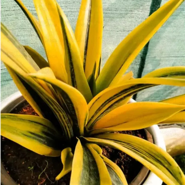 Snake Plant (Sansevieria) – Indoor Air Purifying Plant