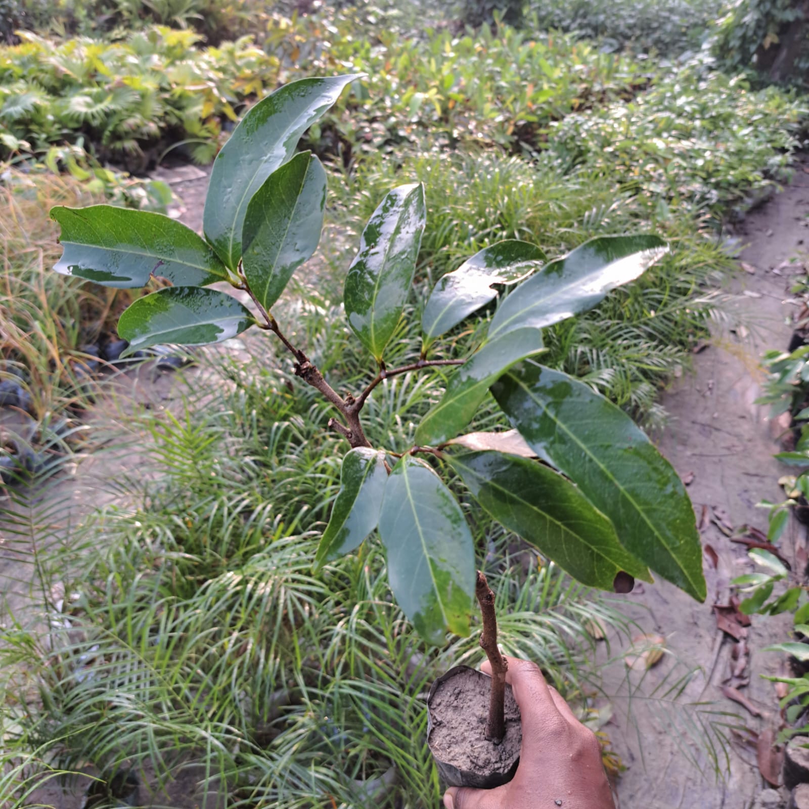 Thai All-Time 12 Months Hybrid Grafted Mango Live Plant