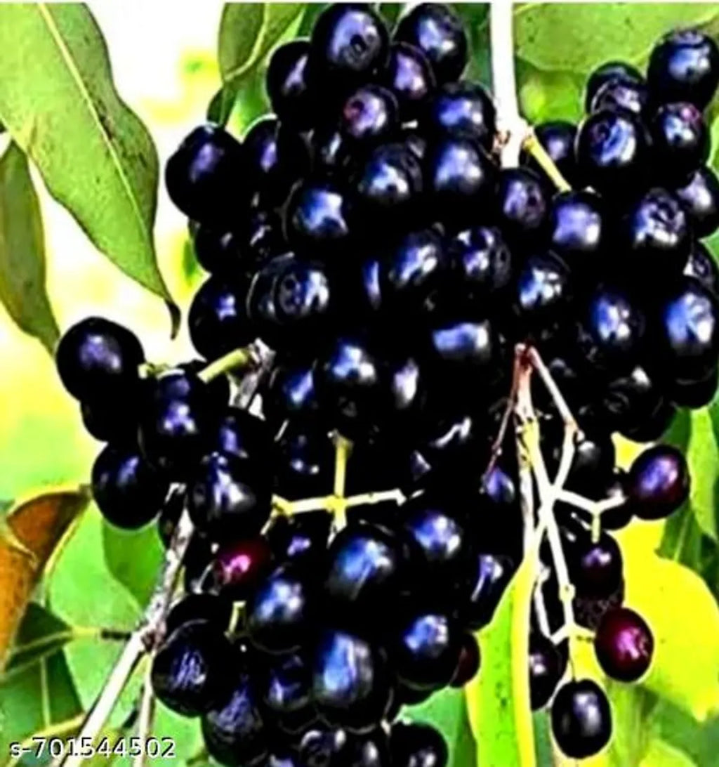 Black Jamun (Java Plum) Live Fruit Plant – High Yield, Sweet & Healthy Indoor/Outdoor Plant