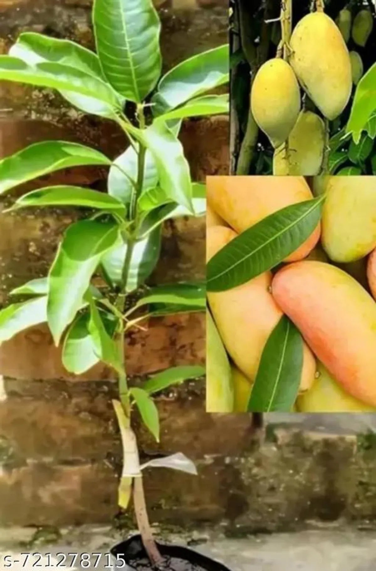 Premium Grafted Mango Plant (High Yield Sweet Variety) – Fast Growing Fruit Plant for Home Garden
