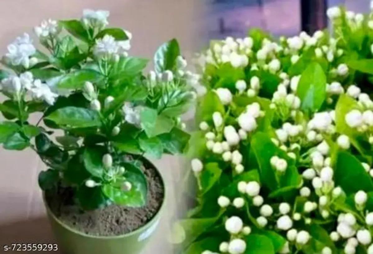Premium White Jasmine (Mogra) Live Plant – Fragrant White Flower Indoor/Outdoor Plant