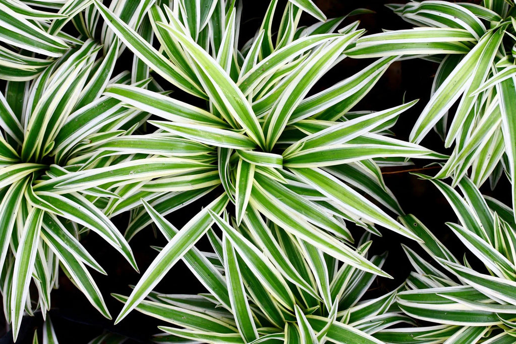 Spider Plant (Chlorophytum comosum) – Air Purifying Indoor Plant
