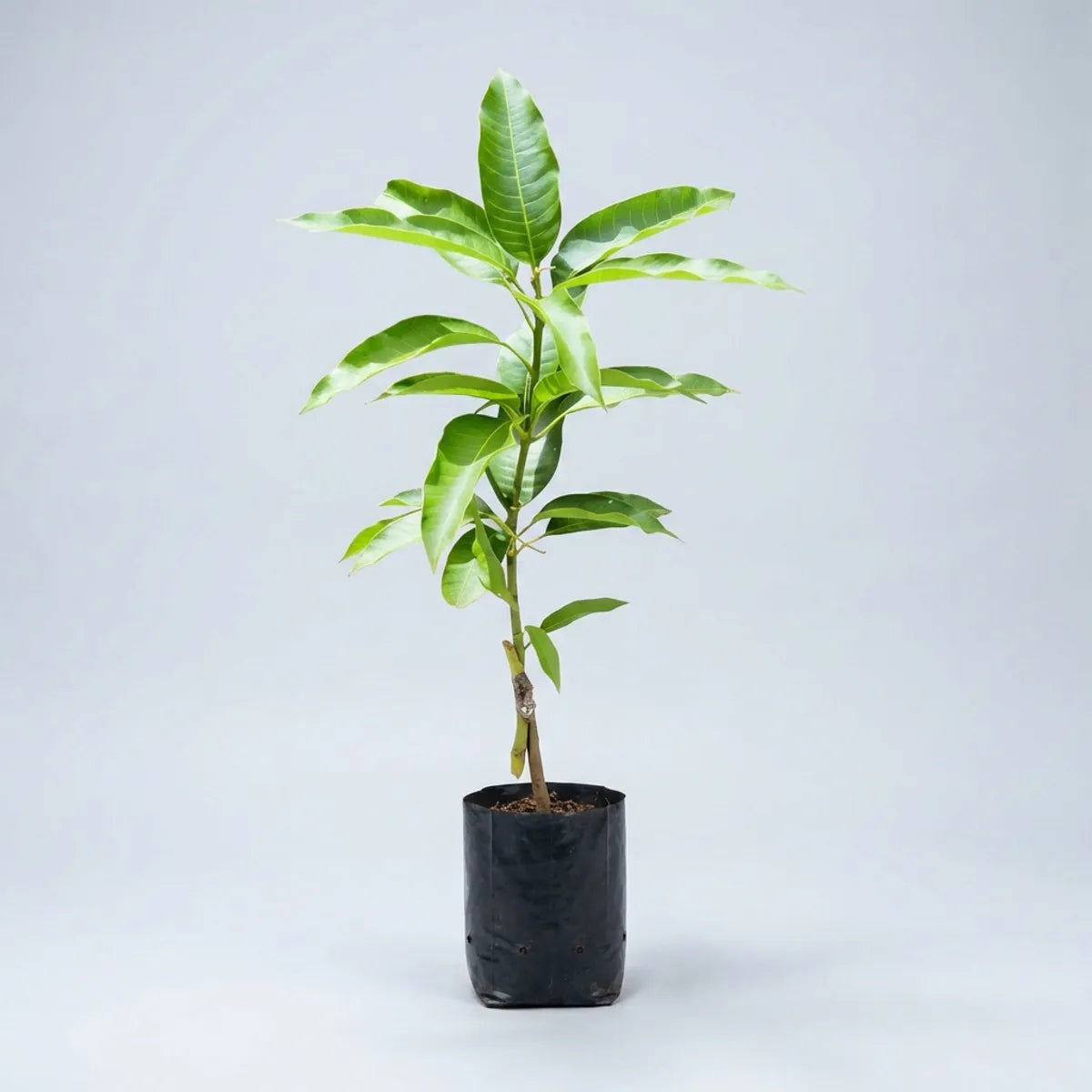 Premium Grafted Mango Plant (High Yield Sweet Variety) – Fast Growing Fruit Plant for Home Garden