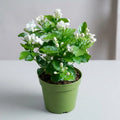 Premium White Jasmine (Mogra) Live Plant – Fragrant White Flower Indoor/Outdoor Plant