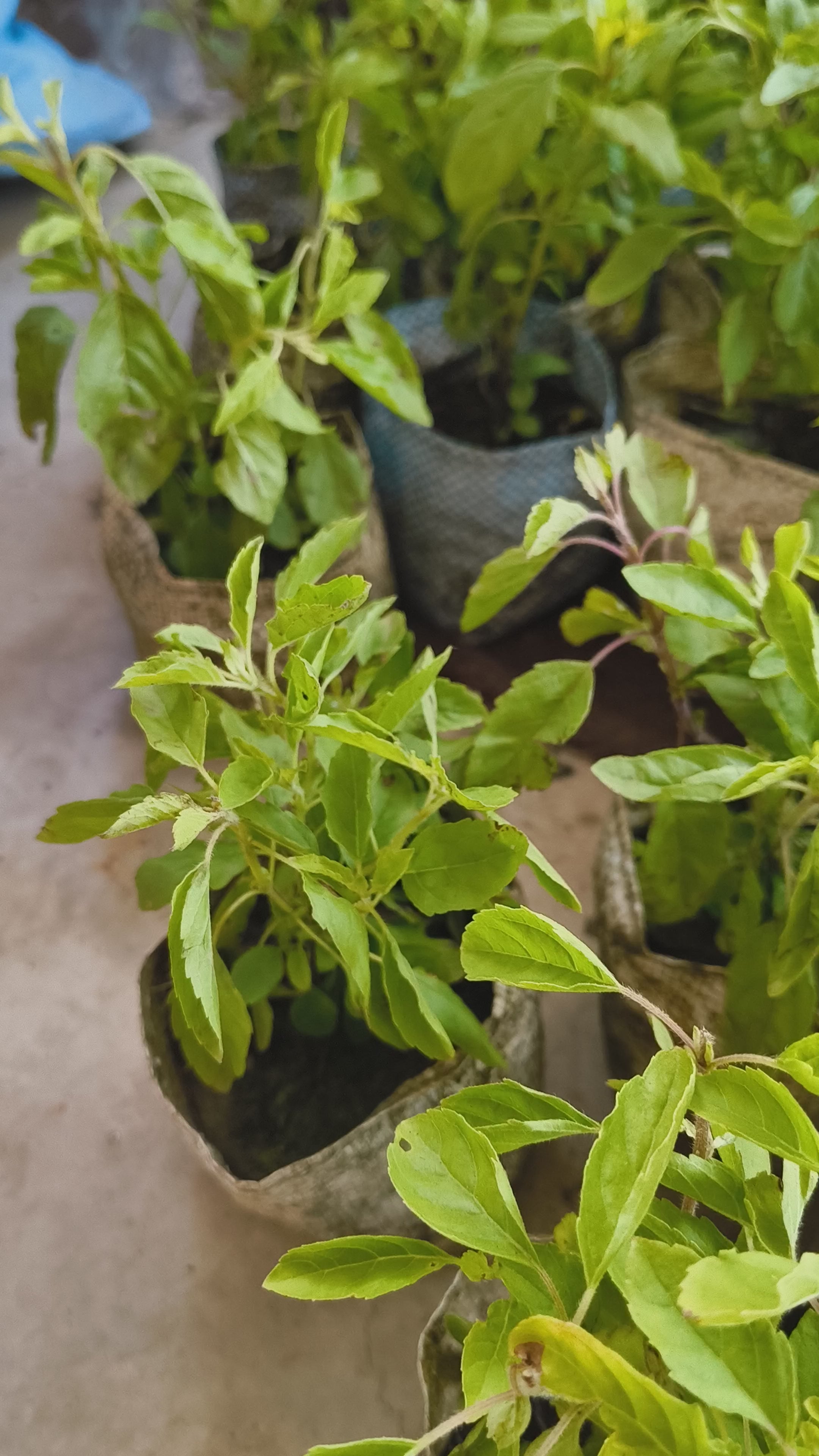 Live Tulsi Plant (Holy Basil) – Healthy Medicinal & Auspicious Plant for Home & Garden