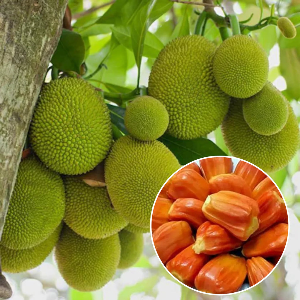 Jackfruit Plant (Kathal Fruit Live Plant)
