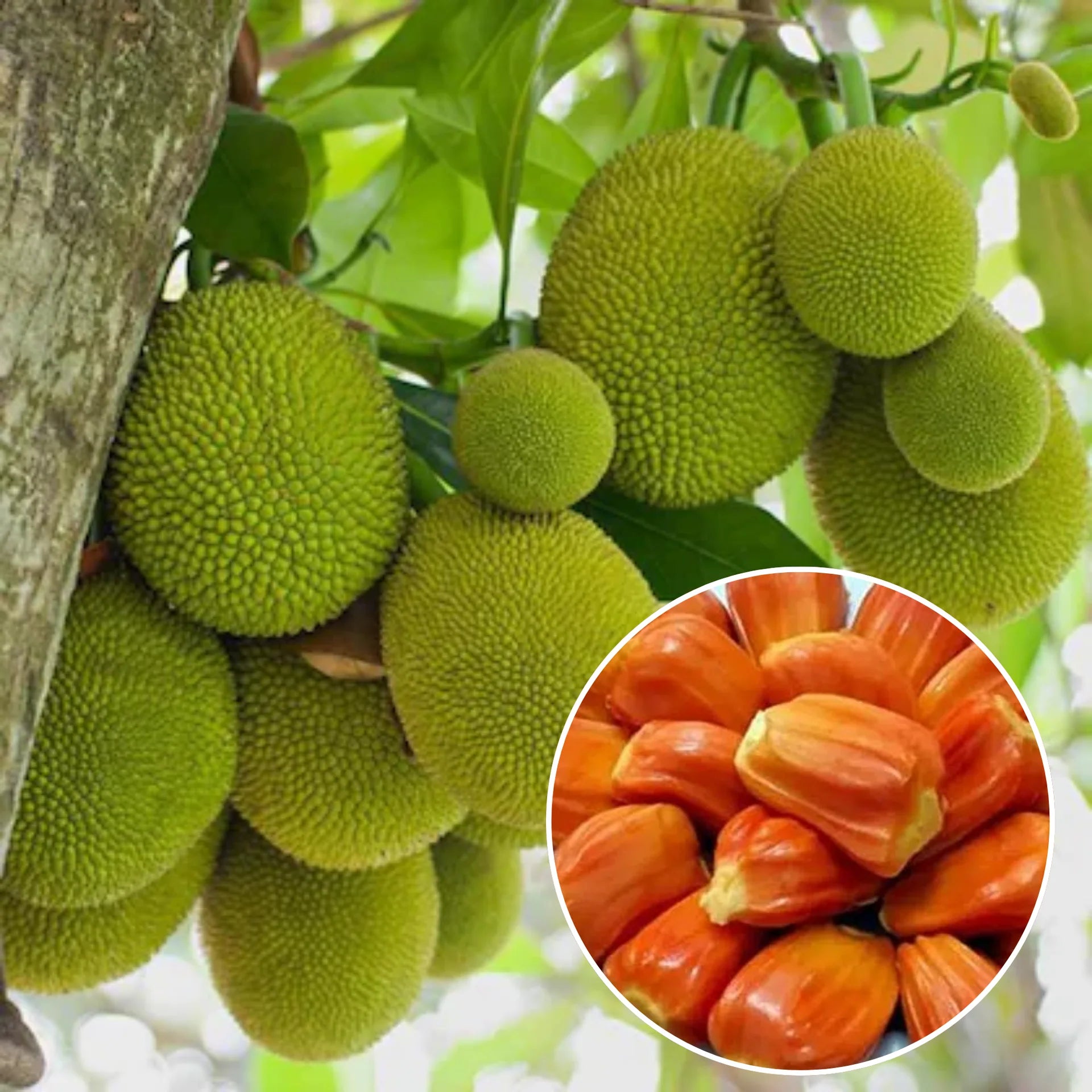 Jackfruit Plant (Kathal Fruit Live Plant)