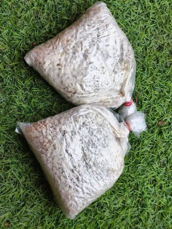 Premium Oyster Mushroom Seeds (Spawn) – Fresh & High Yield | GachhMela
