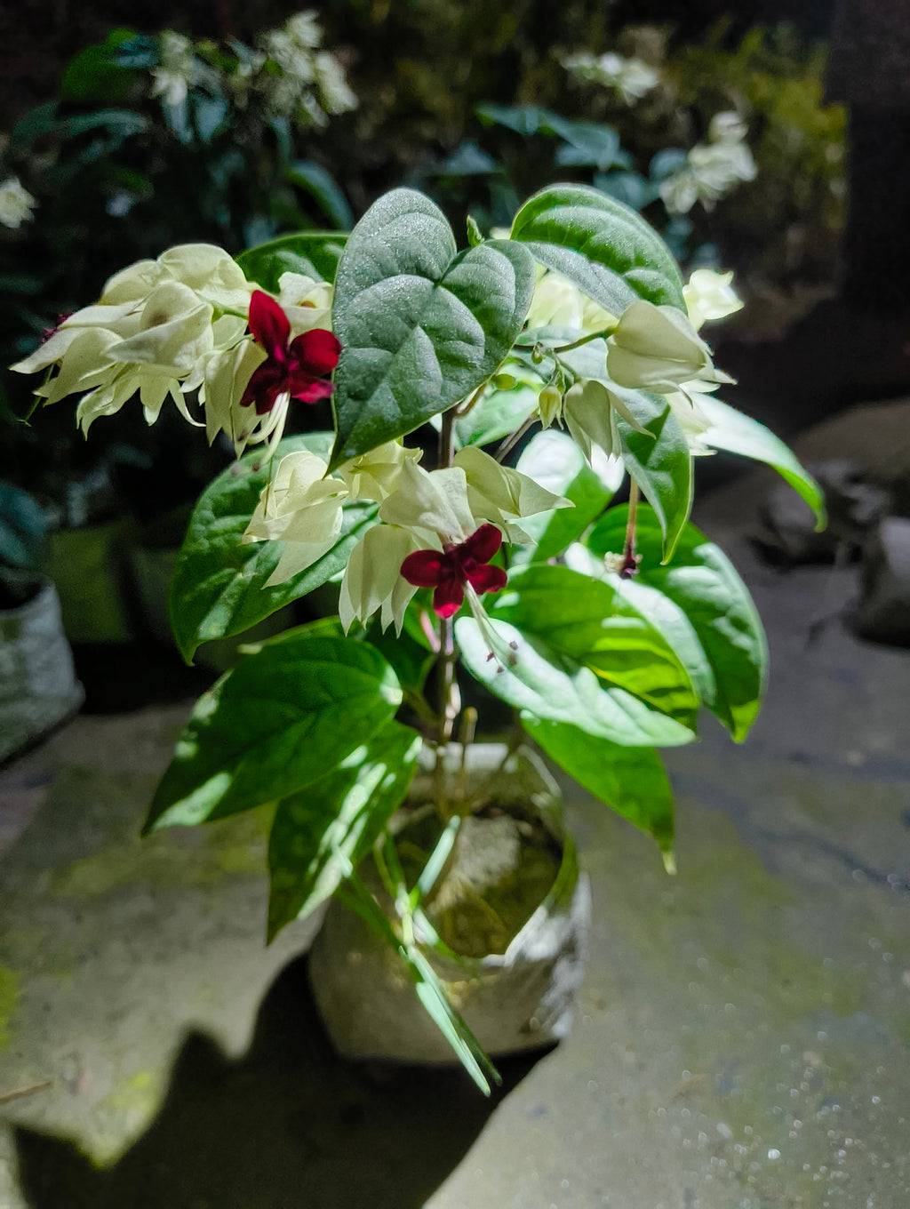 Bleeding Heart Flower Plant (Live)