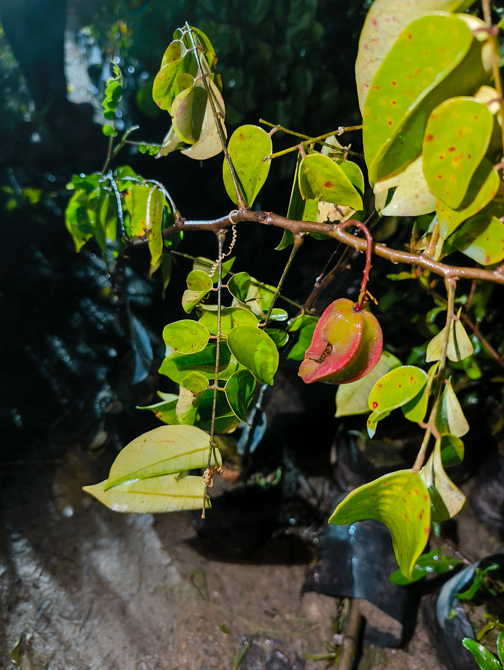 Premium Hybrid Star Fruit Plant (Carambola) – Live Fruit Bearing Plant