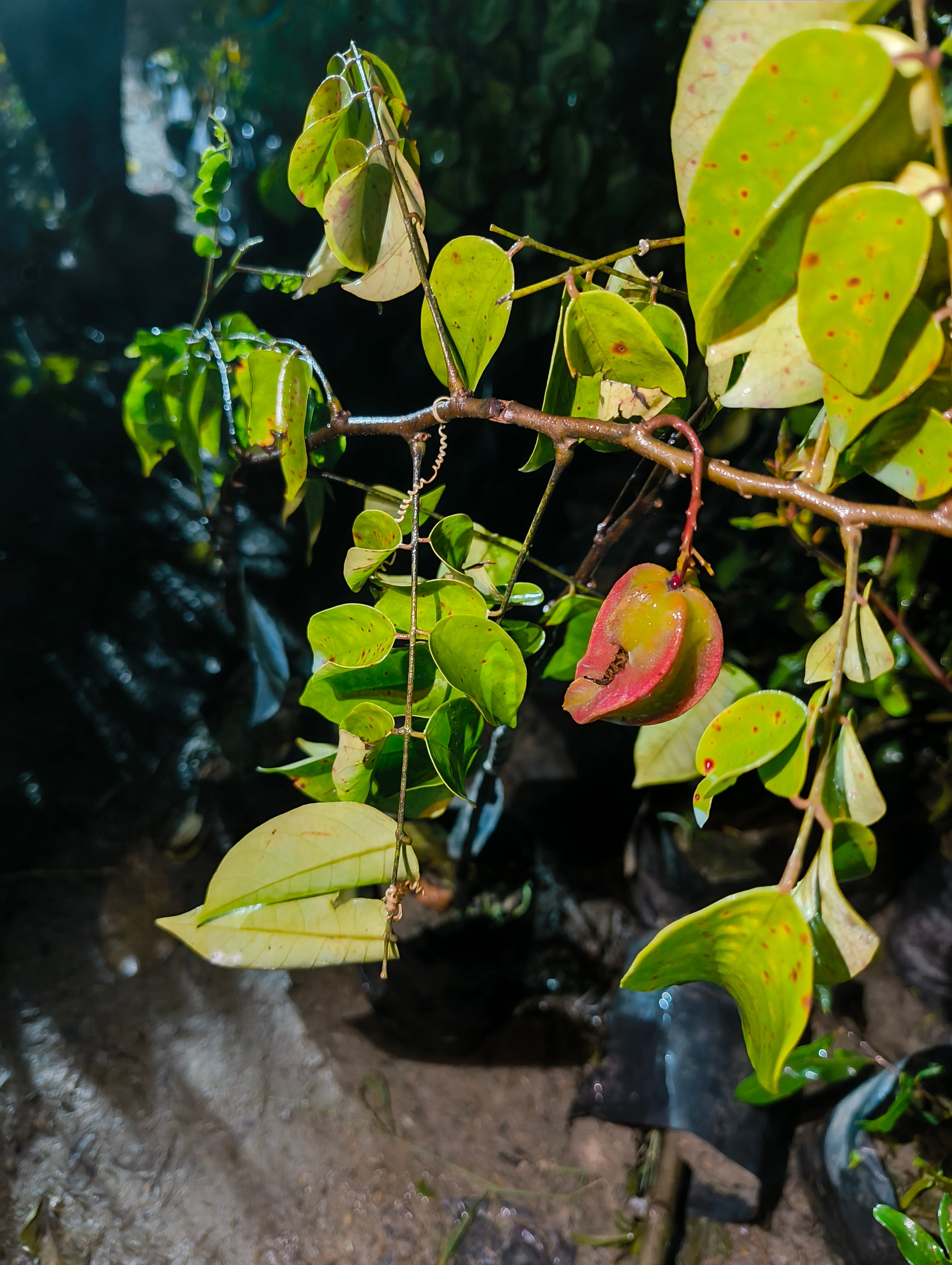 Premium Hybrid Star Fruit Plant (Carambola) – Live Fruit Bearing Plant